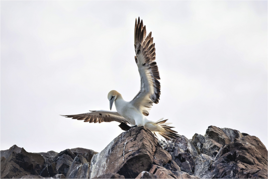 Main image gannet landing