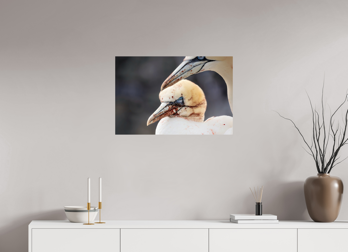 75 x 50 cm, Smooth Glossy Fighting gannets
