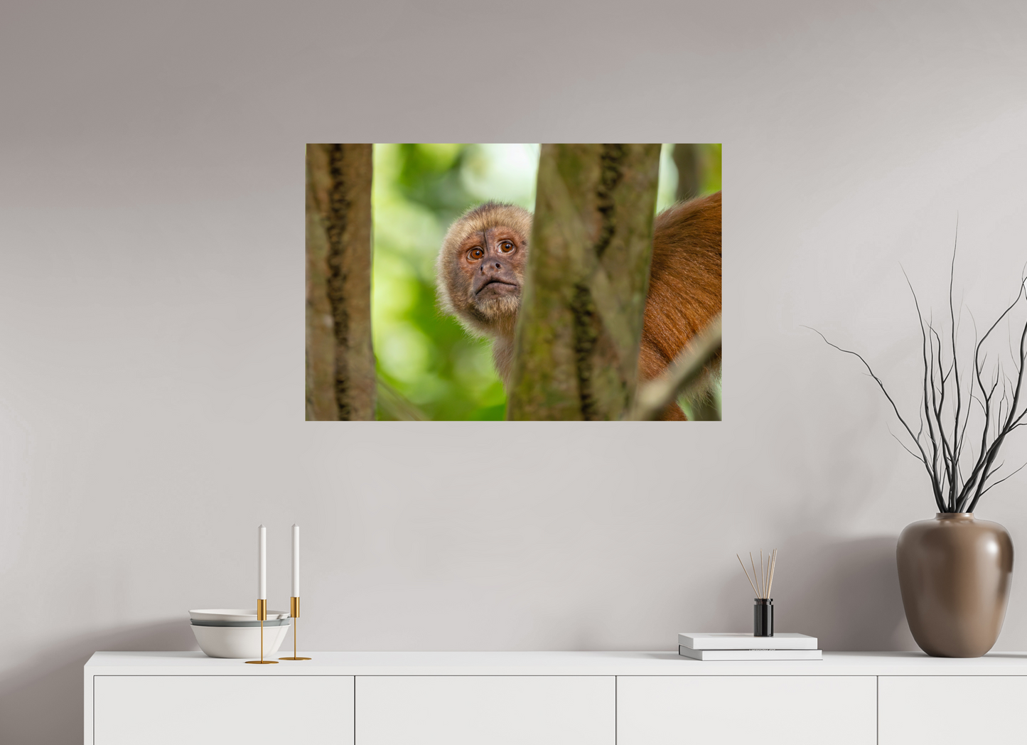 90 x 60 cm, Smooth Glossy Capuchin Monkey