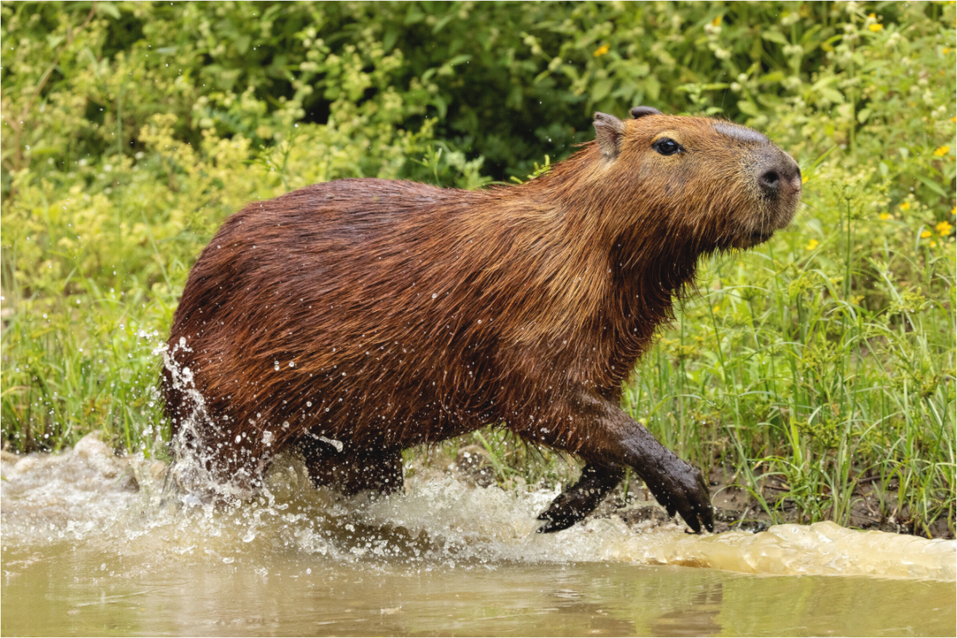 Main image Capybara