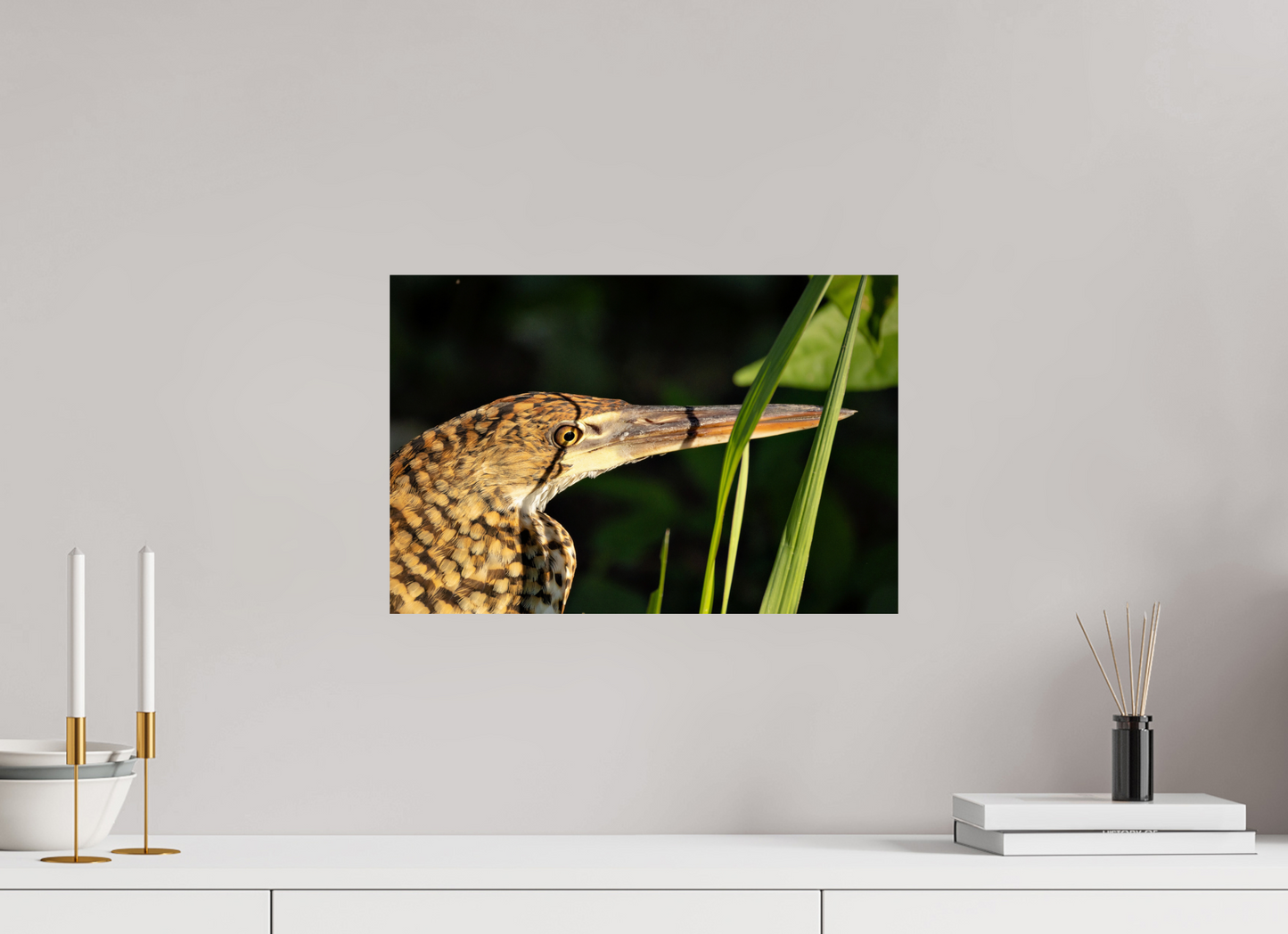 45 x 30 cm, Smooth Glossy tiger heron hunting