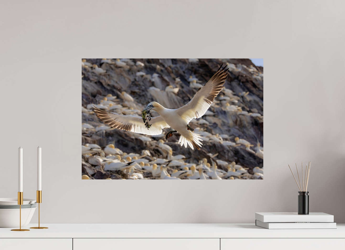 60 x 40 cm, Smooth Glossy Gannet with seaweed