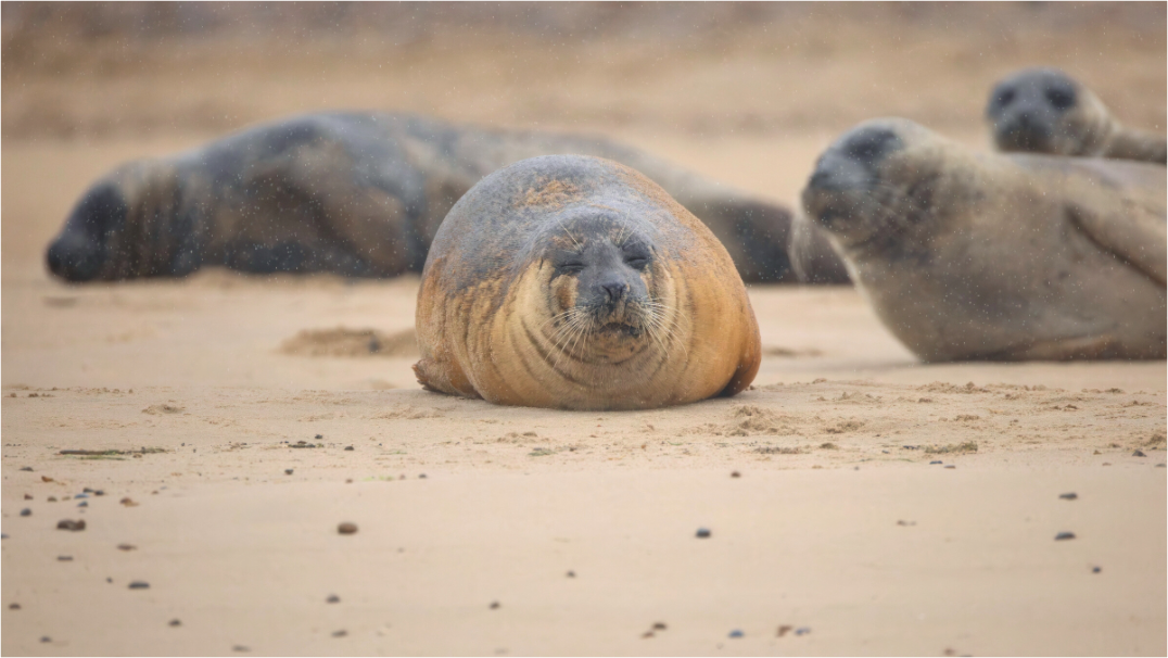 Main image seals in the rain