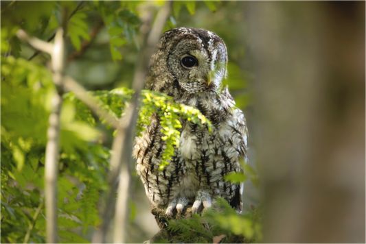 Main image owl
