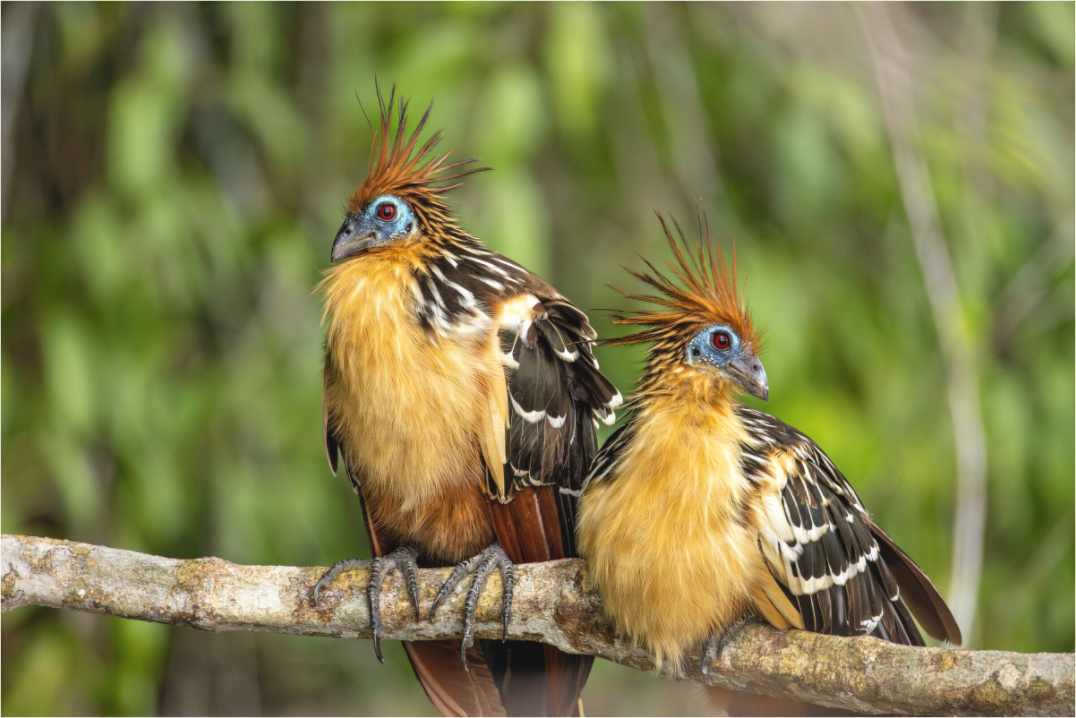 Main image Stinky Birds