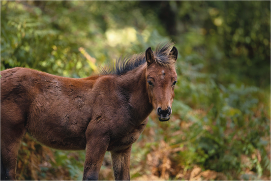 Main image horse