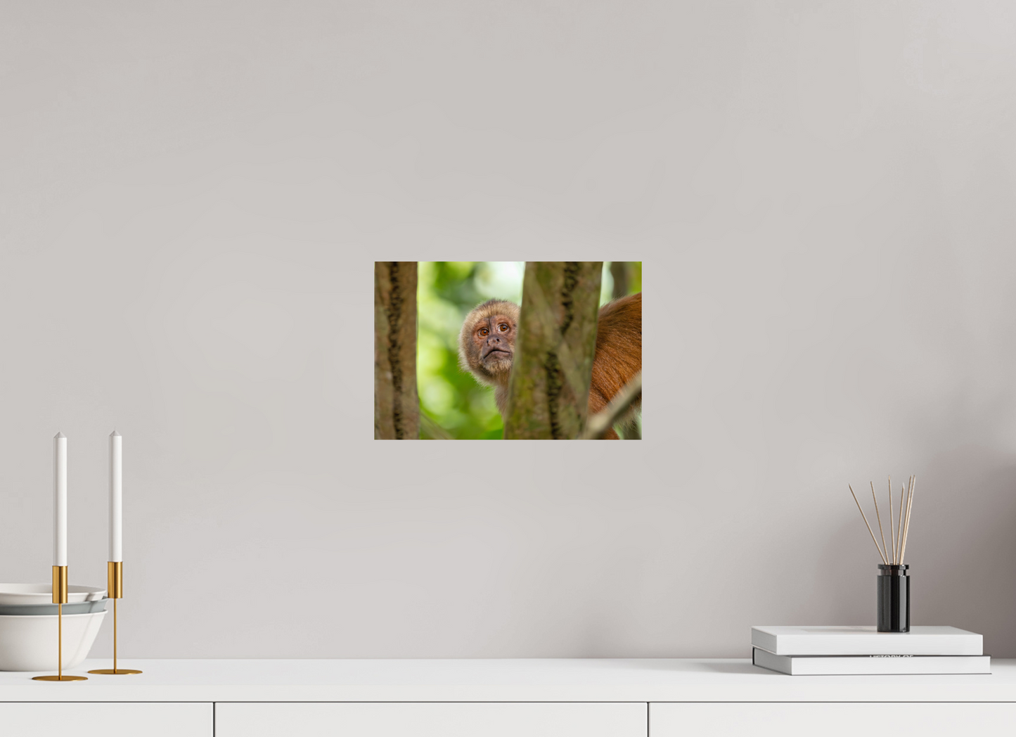 30 x 20 cm, Smooth Glossy Capuchin Monkey
