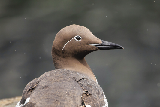 Main image Guillemot