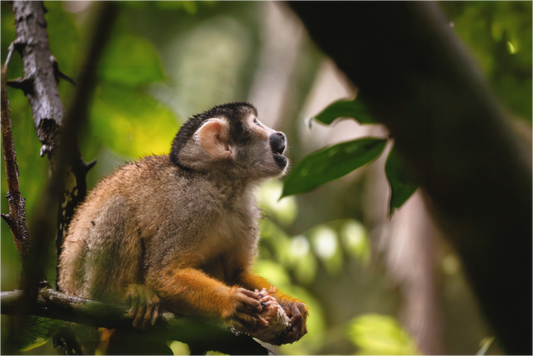 Main image Squirrel Monkey