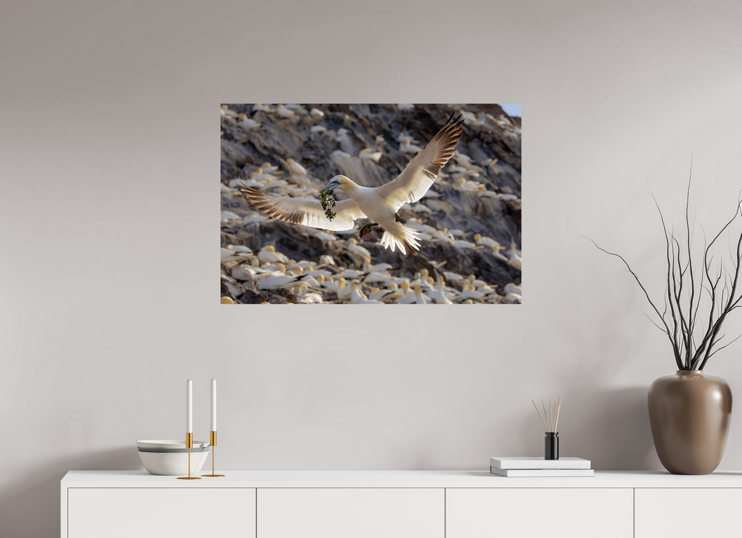 90 x 60 cm, Smooth Glossy Gannet with seaweed