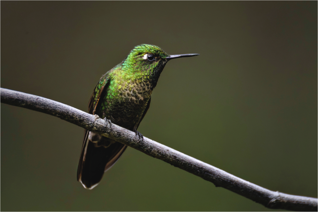 Main image hummingbird6