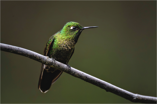 Main image hummingbird6