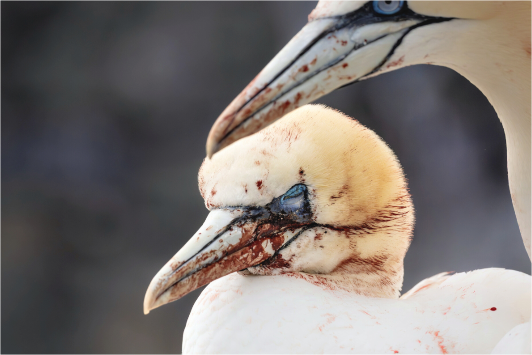 Main image Fighting gannets
