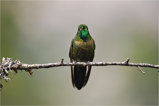 Main image hummingbird9