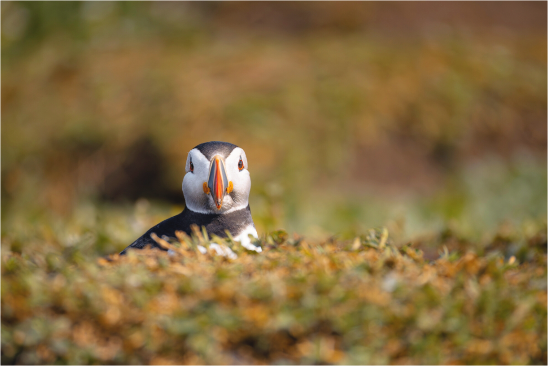 Main image puffin5
