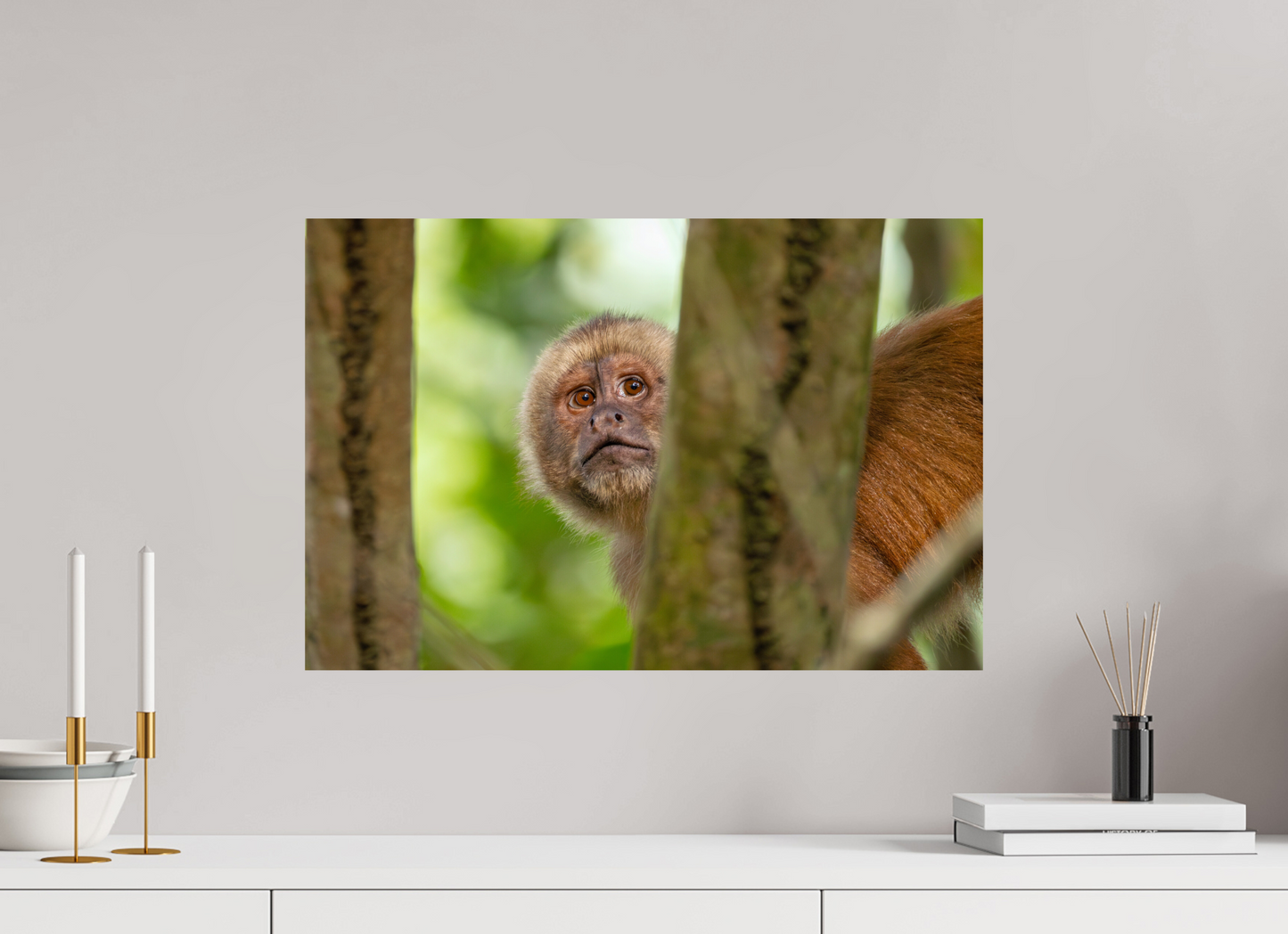 60 x 40 cm, Smooth Glossy Capuchin Monkey