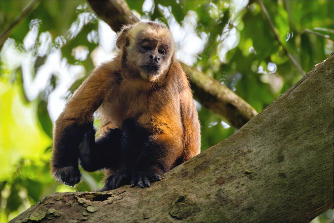 Main image Capuchin