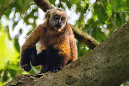 Main image Capuchin
