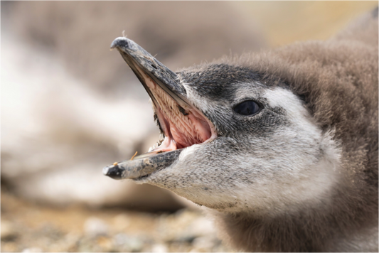 Main image Penguins call