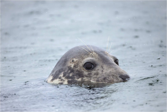 Main image seal in the rain 3