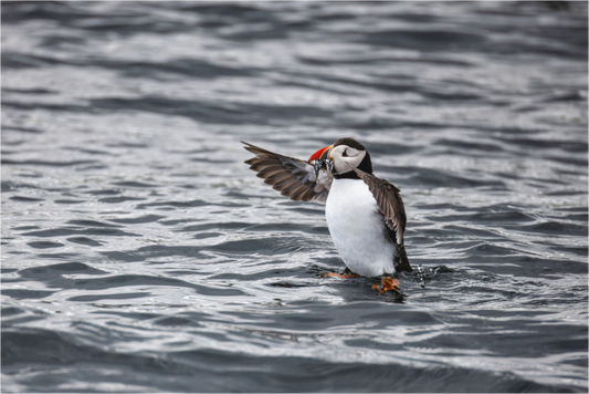 Main image Puffin3
