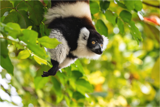 Main image lemur 2
