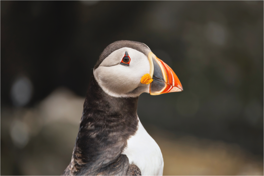 Main image puffin5
