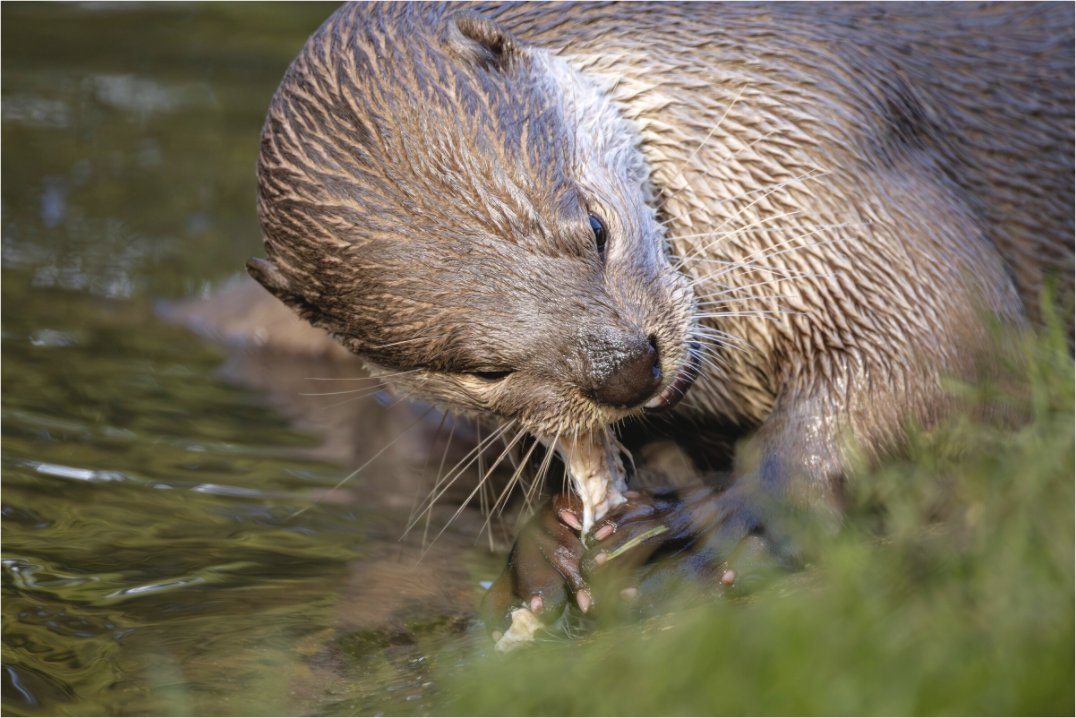 Main image otter eating fish