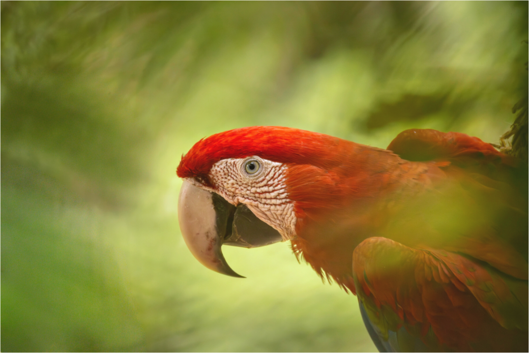 Main image Macaw in the tree