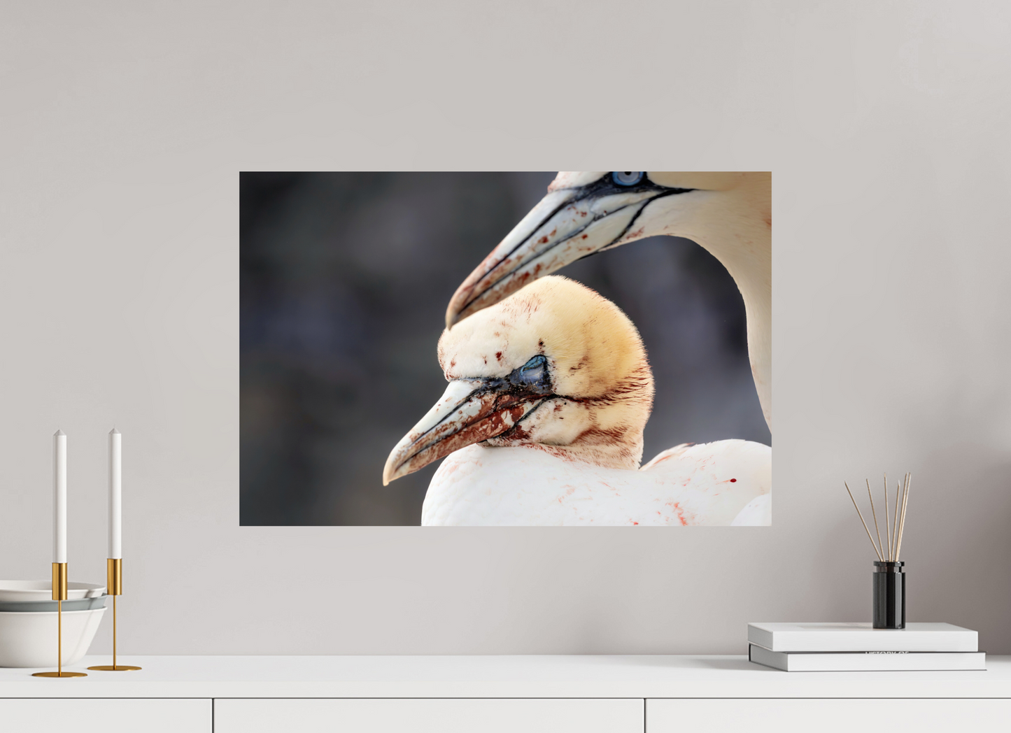 60 x 40 cm, Smooth Glossy Fighting gannets