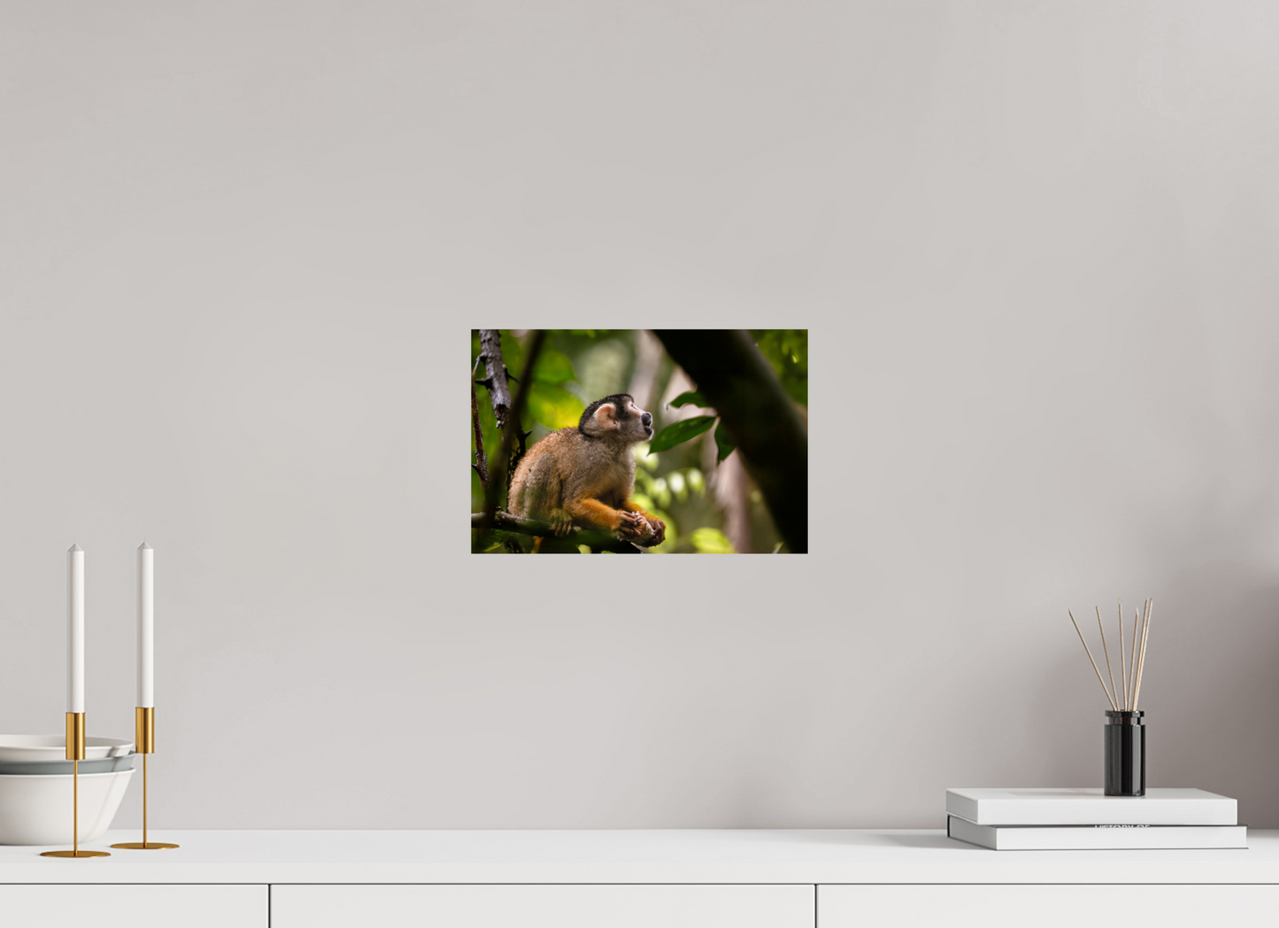 30 x 20 cm, Smooth Glossy Squirrel Monkey