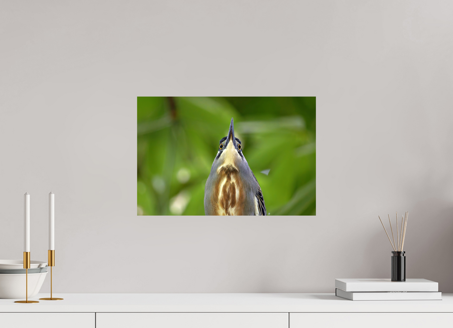 45 x 30 cm, Smooth Glossy young tiger heron