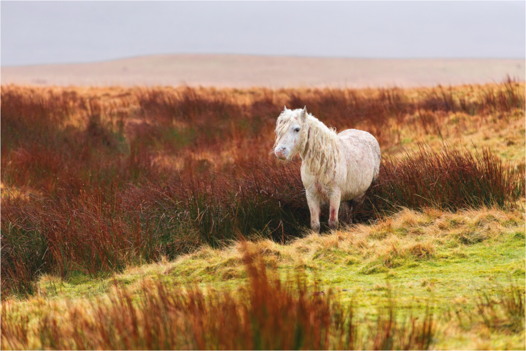 Main image Horse