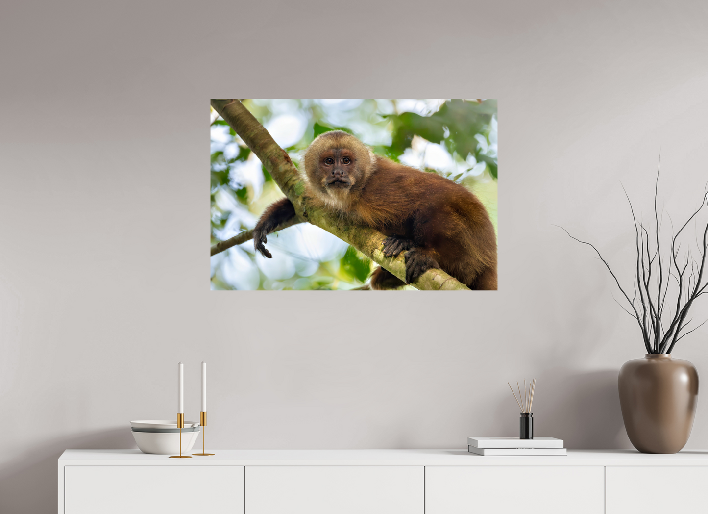 90 x 60 cm, Smooth Glossy Capuchin Monkey2